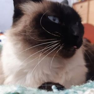 Meet your Posher, Alexander